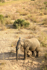 Fototapeta premium Wild elephant walking next to the Sabi river in the Kruger National Park