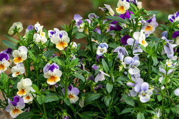 Fototapeta premium Background from multi-colored yellow with blue, pansies in the garden.