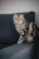 Scottish fold cat on the sofa