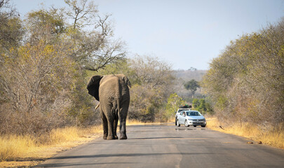 Fototapeta na wymiar African Elephant walking on tarred road in the Kruger National Park, cars in the background - landscape orientation image