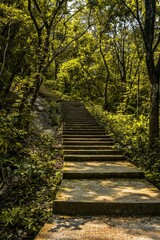 stairway to the forest