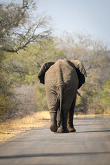 Obraz na płótnie Canvas African Elephant walking on tarred road in the Kruger National Park - portrait orientation image