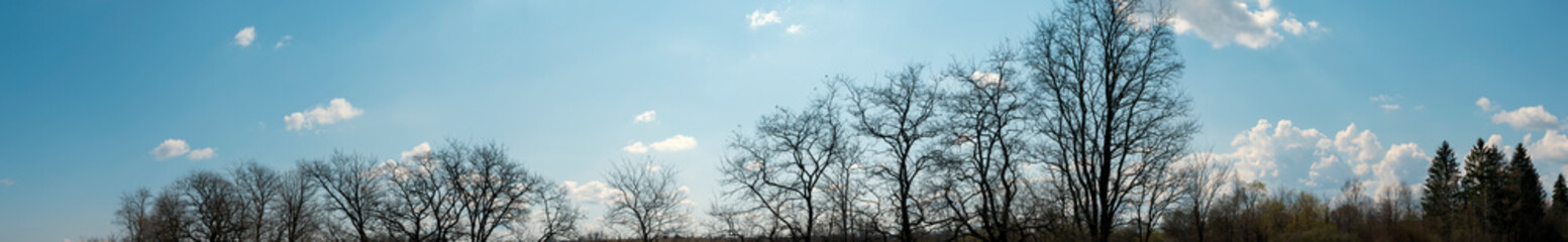 Fototapeta na wymiar silhouettes of spring trees on a background of blue sky