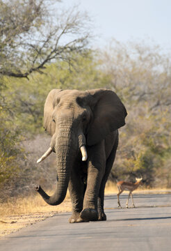 African Elephant walking on tarred road in the Kruger National Park - portrait orientation image