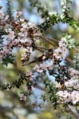 Pink and white flowers and buds of the Peach blossom Tea Tree Leptospermum squarrosum, family Myrtaceae, growing in Sydney woodland, New South Wales, Australia
