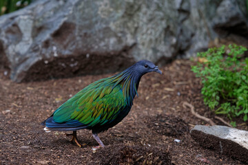 Pigeon de Nicobar