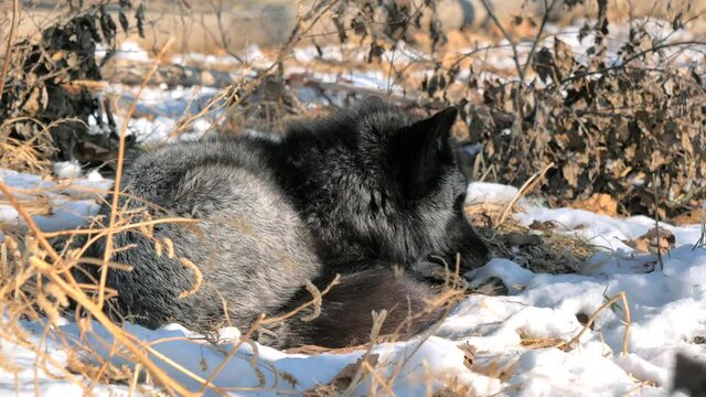 Black silver fox in forest park is lying on the snow and sniffing around. Animal protection concept