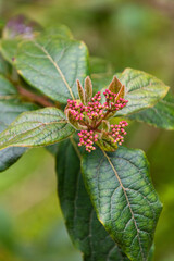 Viburnum sp pertenece a la familia adoxaceae