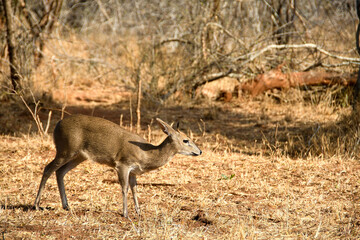 Common grey Duiker (Sylvicapra grimmia) from the Gruger National Park