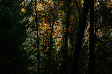 Textured forest colored style.