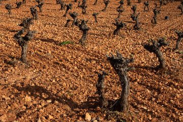 Viñedo madrileño en primavera
