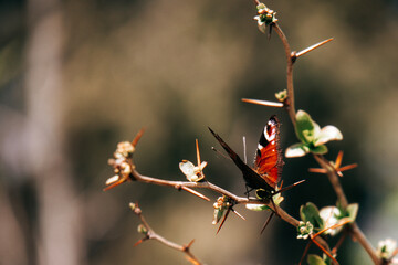 Schmetterling auf einen Ast 