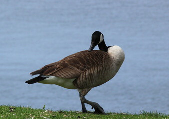 Canadian goose on the shore