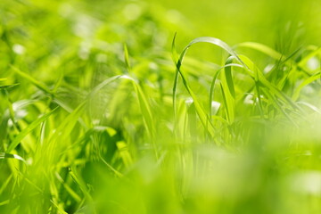 Abstract green background with fresh spring grass in sunny field.