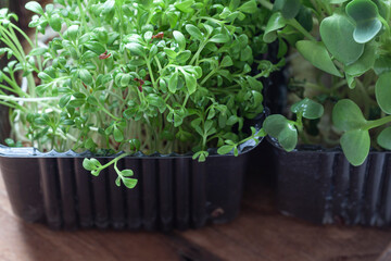 Fresh young cress and broccoli sprouts close up. Micro greens macro	