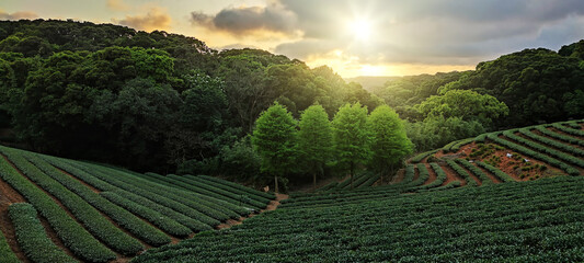 tea plantation landscape sunset, Taiwan - 429629541