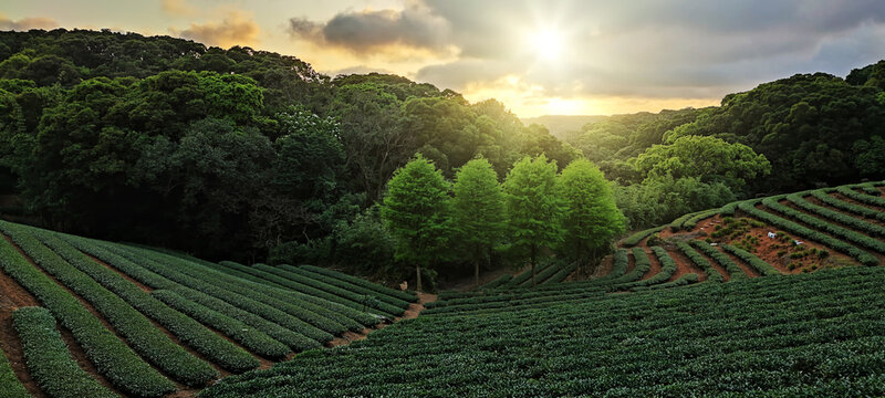 tea plantation landscape sunset, Taiwan