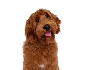 Head shot of handsome male apricot or red Australian Cobberdog aka Labradoodle. Looking friendly to camera with cute head tilt. Black nose, pink tongue out. Isolated on white background.
