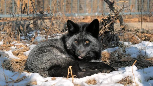 Black silver fox in forest park stretch its legs after sleep, lying on the snow and looking at the camera . Animal protection concept