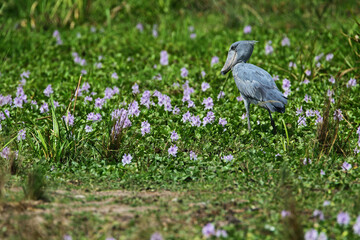 bec en sabot (balaeniceps rex) - shoebill (balaeniceps rex)
