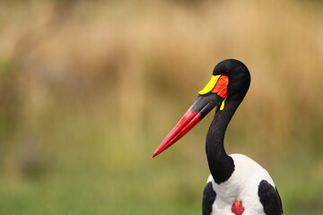 Jabiru (ephippiorhyncus senegalensis)