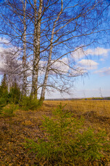 spring in a birch forest 