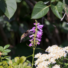 Ruby-throated hummingbird feeding from a large purple flower at Fletcher Wildlife Garden in Ottawa, Canada © Karen Hogan