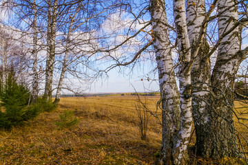 spring in a birch forest 