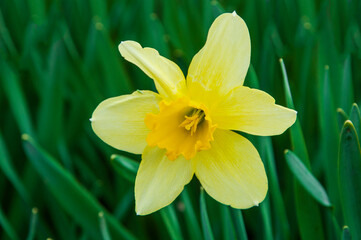 yellow flower on a green background. young daffodil close up. fresh spring plant