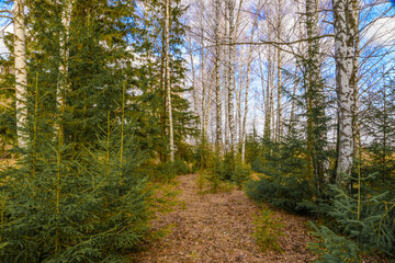 Fototapeta premium spring in a birch forest 