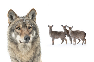 Obraz premium scared deer look at the wolf isolated on white background