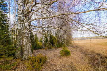 Fototapeta na wymiar spring in a birch forest 