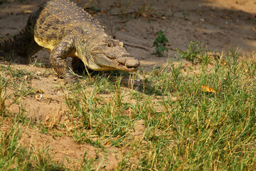 crocodile du nil - Nile crocodile
