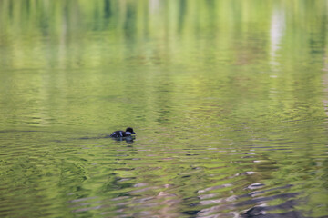 Duckling swimming on the lake
