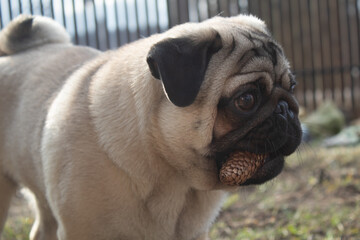 Cute, beautiful, funny, pug, posing, walking, playing