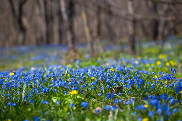 closeup blue snowdrop flowers on forest glade, beautiful spring natural background