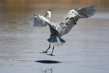 Grey Heron (Ardea Cinerea) landing on hippopotamus back