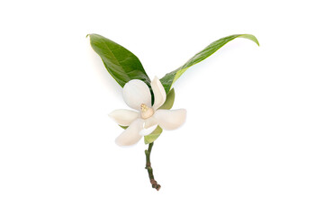 White magnolia flower (Magnolia grandiflora) on isolated white background, with clipping path. © suwanb