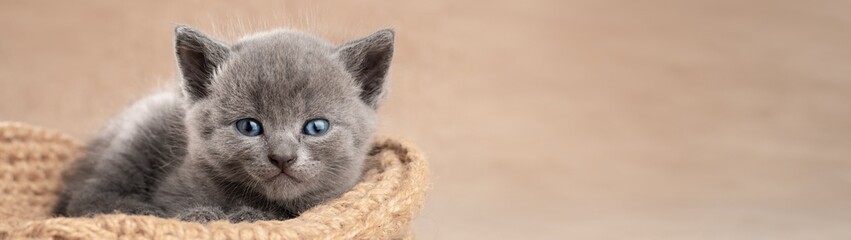 Portrait of a gray kitten in a basket look at the camera with copy space banner