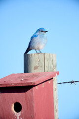 Mountain bluebird (Sialia currucoides), investigating nestbox, Near Priddis, West of Calgary, Alberta, Canada,