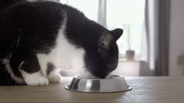 Close-up, cat eating food from metal bowl in bright sunny room. In background light window, gray curtains. Caring for black and white fluffy cat pet. Feeding adult pussycat in morning. 4K footage