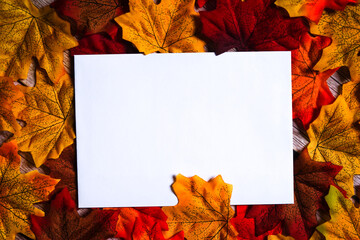 Naklejka na ściany i meble Blank white card surrounded by colorful maple leaves. Autumn & fall holiday theme. Happy thanksgiving. Empty space for text. Copy space.