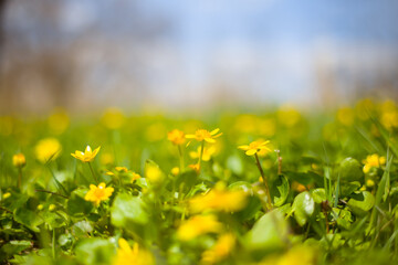 closeup wild flowers on forest glade, beautiful spring natural background
