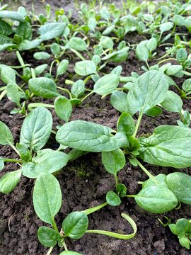 Picking spinach in a home garden. Bio spanach.