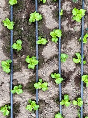 Field of green lettuce vegetables