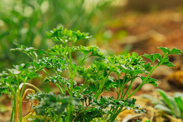 young green grass grows in the open field in the garden. Seedling greenery close-up. Lawn in macro