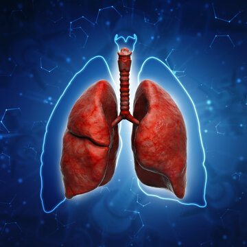 Healthy Human Lungs 3d illustration
