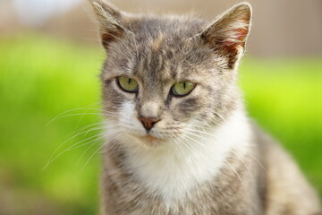 Tortoiseshell cat sits in a spring garden with green grass on the background