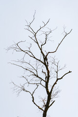 Kahler Baum