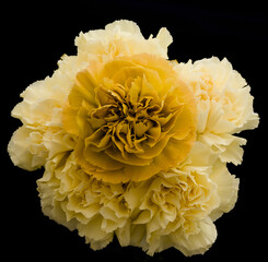 Different types of carnations natural or color lighting on are also available as black and white